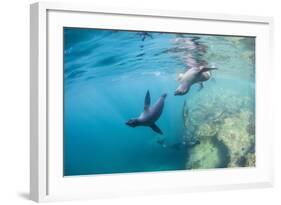 Curious California Sea Lion Pups (Zalophus Californianus), Underwater at Los Islotes-Michael Nolan-Framed Photographic Print