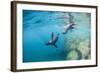 Curious California Sea Lion Pups (Zalophus Californianus), Underwater at Los Islotes-Michael Nolan-Framed Photographic Print