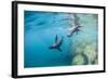 Curious California Sea Lion Pups (Zalophus Californianus), Underwater at Los Islotes-Michael Nolan-Framed Photographic Print