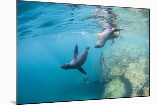 Curious California Sea Lion Pups (Zalophus Californianus), Underwater at Los Islotes-Michael Nolan-Mounted Photographic Print