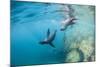 Curious California Sea Lion Pups (Zalophus Californianus), Underwater at Los Islotes-Michael Nolan-Mounted Photographic Print