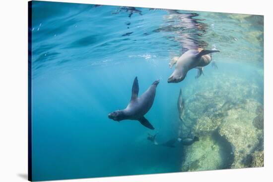 Curious California Sea Lion Pups (Zalophus Californianus), Underwater at Los Islotes-Michael Nolan-Stretched Canvas