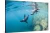 Curious California Sea Lion Pups (Zalophus Californianus), Underwater at Los Islotes-Michael Nolan-Stretched Canvas