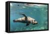 Curious California Sea Lion (Zalophus Californianus) Underwater at Los Islotes, Baja California Sur-Michael Nolan-Framed Stretched Canvas