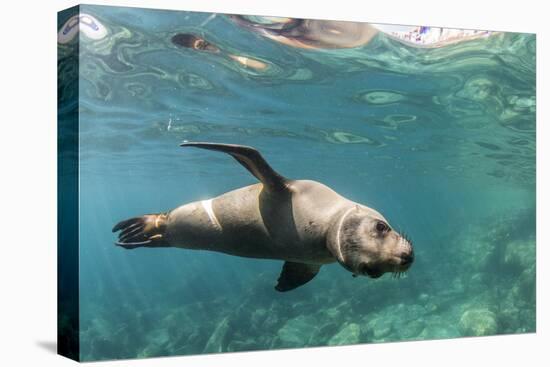 Curious California Sea Lion (Zalophus Californianus) Underwater at Los Islotes, Baja California Sur-Michael Nolan-Stretched Canvas