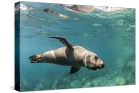 Curious California Sea Lion (Zalophus Californianus) Underwater at Los Islotes, Baja California Sur-Michael Nolan-Stretched Canvas