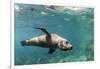 Curious California Sea Lion (Zalophus Californianus) Underwater at Los Islotes, Baja California Sur-Michael Nolan-Framed Premium Photographic Print