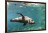 Curious California Sea Lion (Zalophus Californianus) Underwater at Los Islotes, Baja California Sur-Michael Nolan-Framed Premium Photographic Print