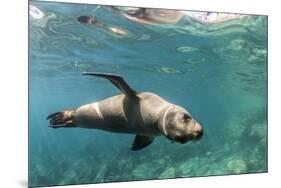 Curious California Sea Lion (Zalophus Californianus) Underwater at Los Islotes, Baja California Sur-Michael Nolan-Mounted Premium Photographic Print