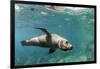 Curious California Sea Lion (Zalophus Californianus) Underwater at Los Islotes, Baja California Sur-Michael Nolan-Framed Premium Photographic Print