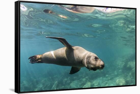 Curious California Sea Lion (Zalophus Californianus) Underwater at Los Islotes, Baja California Sur-Michael Nolan-Framed Stretched Canvas