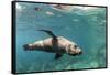 Curious California Sea Lion (Zalophus Californianus) Underwater at Los Islotes, Baja California Sur-Michael Nolan-Framed Stretched Canvas