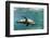 Curious California Sea Lion (Zalophus Californianus) Underwater at Los Islotes, Baja California Sur-Michael Nolan-Framed Photographic Print