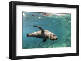 Curious California Sea Lion (Zalophus Californianus) Underwater at Los Islotes, Baja California Sur-Michael Nolan-Framed Photographic Print