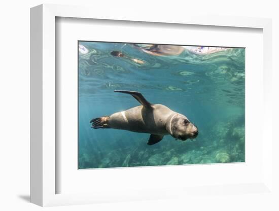 Curious California Sea Lion (Zalophus Californianus) Underwater at Los Islotes, Baja California Sur-Michael Nolan-Framed Photographic Print