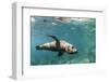 Curious California Sea Lion (Zalophus Californianus) Underwater at Los Islotes, Baja California Sur-Michael Nolan-Framed Photographic Print