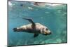 Curious California Sea Lion (Zalophus Californianus) Underwater at Los Islotes, Baja California Sur-Michael Nolan-Mounted Photographic Print