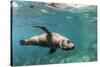 Curious California Sea Lion (Zalophus Californianus) Underwater at Los Islotes, Baja California Sur-Michael Nolan-Stretched Canvas