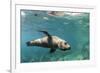 Curious California Sea Lion (Zalophus Californianus) Underwater at Los Islotes, Baja California Sur-Michael Nolan-Framed Photographic Print