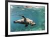 Curious California Sea Lion (Zalophus Californianus) Underwater at Los Islotes, Baja California Sur-Michael Nolan-Framed Photographic Print