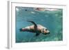 Curious California Sea Lion (Zalophus Californianus) Underwater at Los Islotes, Baja California Sur-Michael Nolan-Framed Photographic Print