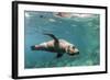 Curious California Sea Lion (Zalophus Californianus) Underwater at Los Islotes, Baja California Sur-Michael Nolan-Framed Photographic Print