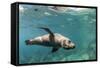 Curious California Sea Lion (Zalophus Californianus) Underwater at Los Islotes, Baja California Sur-Michael Nolan-Framed Stretched Canvas