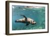 Curious California Sea Lion (Zalophus Californianus) Underwater at Los Islotes, Baja California Sur-Michael Nolan-Framed Photographic Print