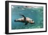 Curious California Sea Lion (Zalophus Californianus) Underwater at Los Islotes, Baja California Sur-Michael Nolan-Framed Photographic Print