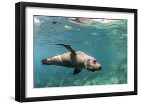 Curious California Sea Lion (Zalophus Californianus) Underwater at Los Islotes, Baja California Sur-Michael Nolan-Framed Photographic Print