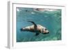 Curious California Sea Lion (Zalophus Californianus) Underwater at Los Islotes, Baja California Sur-Michael Nolan-Framed Photographic Print