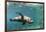 Curious California Sea Lion (Zalophus Californianus) Underwater at Los Islotes, Baja California Sur-Michael Nolan-Framed Photographic Print