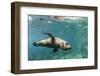 Curious California Sea Lion (Zalophus Californianus) Underwater at Los Islotes, Baja California Sur-Michael Nolan-Framed Premium Photographic Print