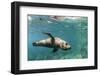 Curious California Sea Lion (Zalophus Californianus) Underwater at Los Islotes, Baja California Sur-Michael Nolan-Framed Premium Photographic Print