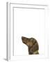 Curious Canine-Assaf Frank-Framed Giclee Print