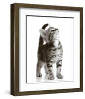 Curious Cat-null-Framed Art Print