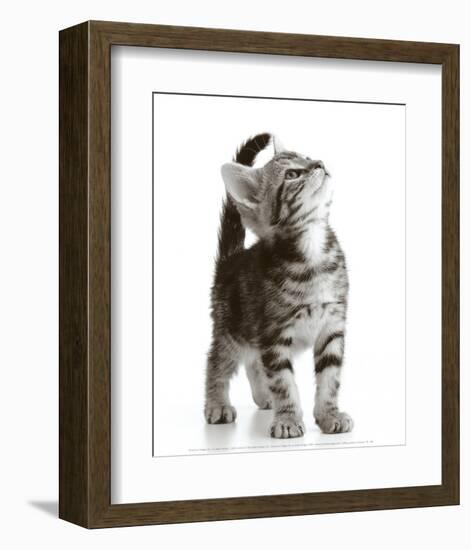 Curious Cat-null-Framed Art Print