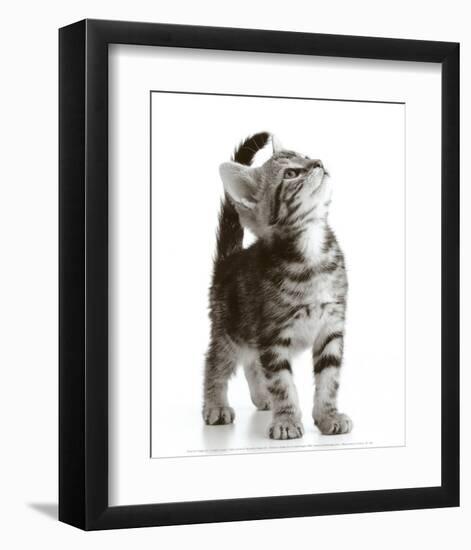 Curious Cat-null-Framed Art Print