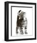 Curious Cat-null-Framed Art Print