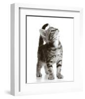 Curious Cat-null-Framed Art Print