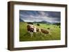 Curious Cows in the Farm Country of Bavaria-Adam Barker-Framed Photographic Print