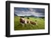 Curious Cows in the Farm Country of Bavaria-Adam Barker-Framed Photographic Print