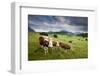 Curious Cows in the Farm Country of Bavaria-Adam Barker-Framed Photographic Print