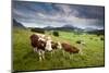 Curious Cows in the Farm Country of Bavaria-Adam Barker-Mounted Photographic Print