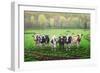 Curious Cows-Bruce Dumas-Framed Giclee Print