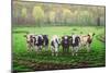 Curious Cows-Bruce Dumas-Mounted Giclee Print