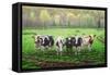 Curious Cows-Bruce Dumas-Framed Stretched Canvas