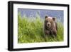 Curious Cub (Brown Bear Cub)-Art Wolfe-Framed Giclee Print