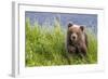 Curious Cub (Brown Bear Cub)-Art Wolfe-Framed Giclee Print