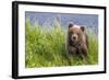 Curious Cub (Brown Bear Cub)-Art Wolfe-Framed Giclee Print